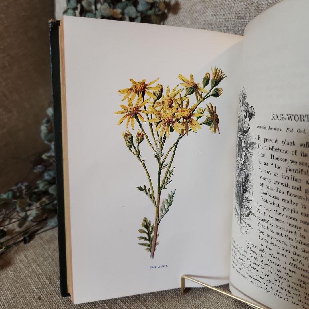 植物図鑑　洋書　古書　アンティーク　Familar Wild Flowers⑤