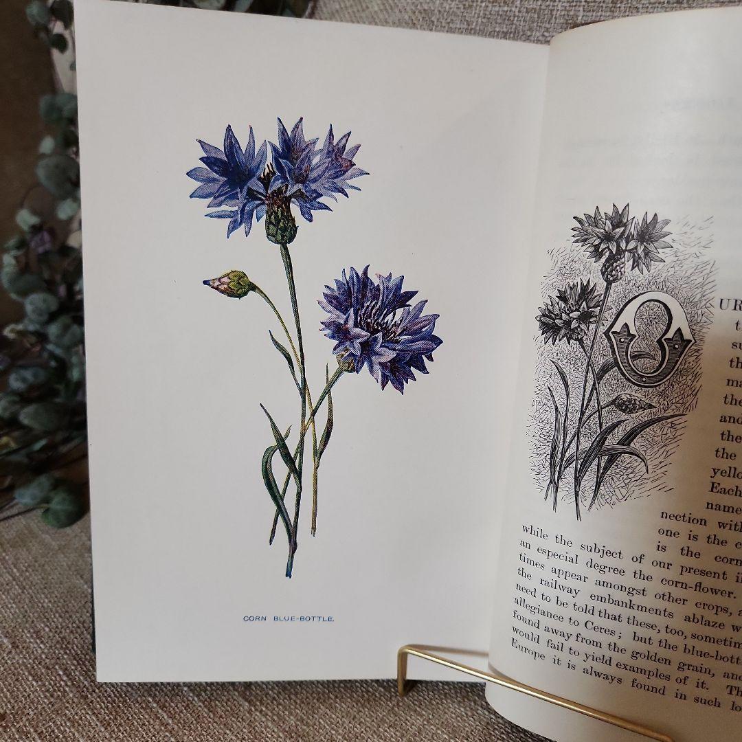 植物図鑑　洋書　古書　アンティーク　Familar Wild Flowers⑤
