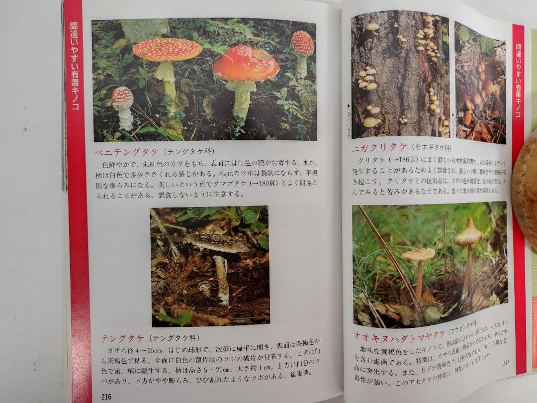 『とやまの山菜・きのこ』 見分け方・採取時期・味と料理・薬効などを解説 稀覯本