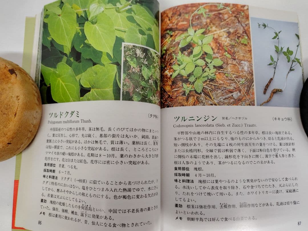『とやまの山菜・きのこ』 見分け方・採取時期・味と料理・薬効などを解説 稀覯本