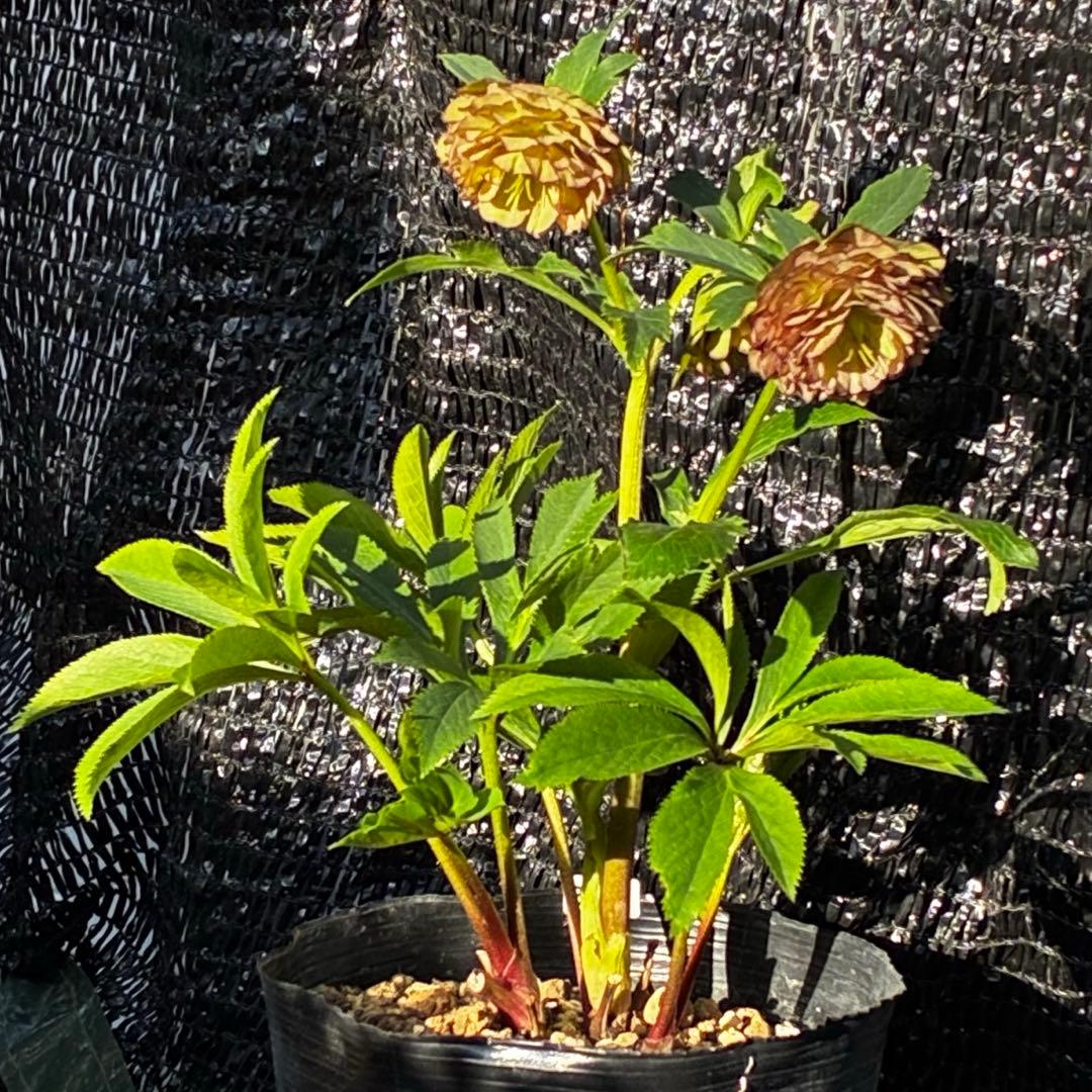 ☘️超特殊☘️唯一無二☘️⭐️芳香⭐️小輪⭐️超キレイ多弁⭐️ピコグラデ⭐️特殊模様⭐️加藤農園⭐️