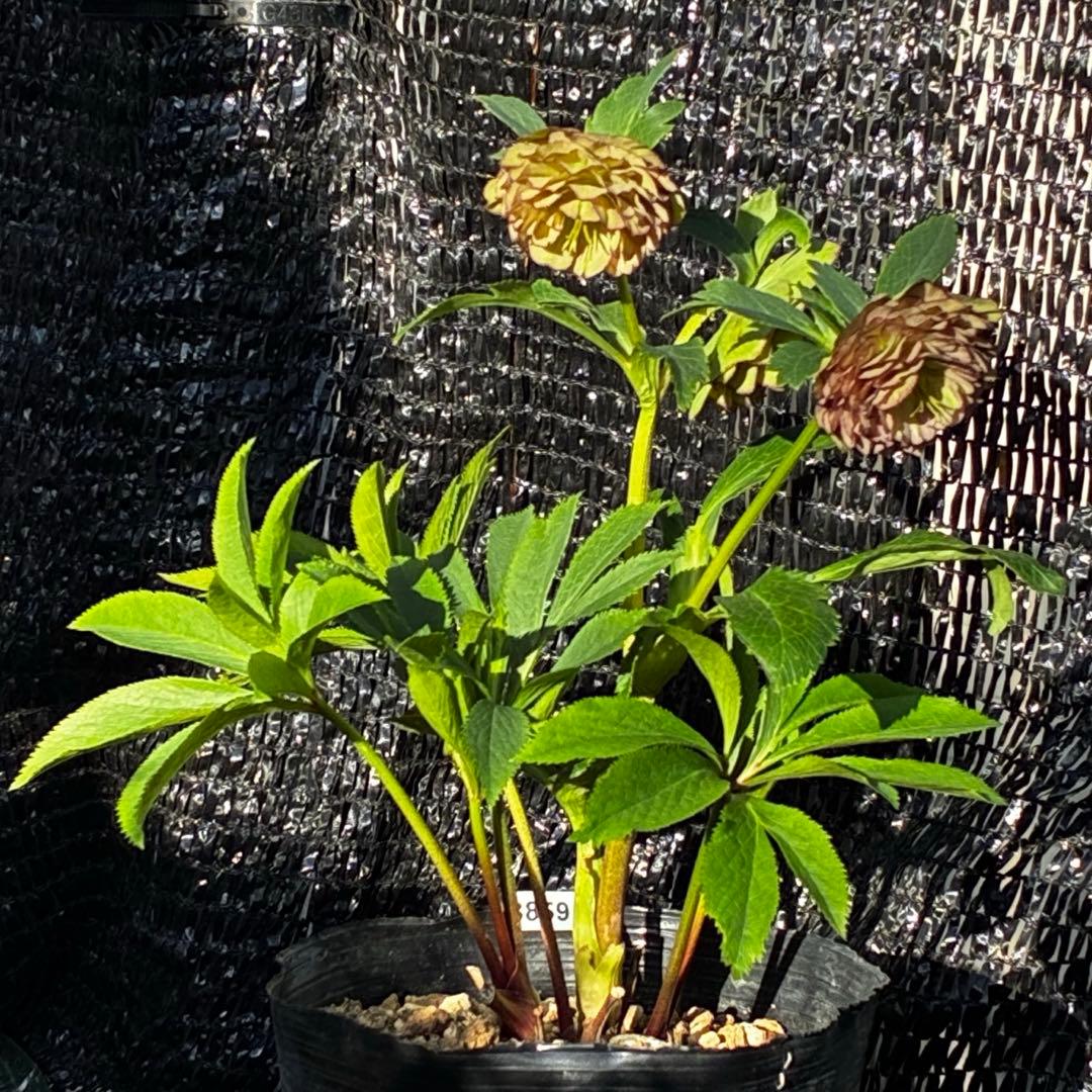 ☘️超特殊☘️唯一無二☘️⭐️芳香⭐️小輪⭐️超キレイ多弁⭐️ピコグラデ⭐️特殊模様⭐️加藤農園⭐️