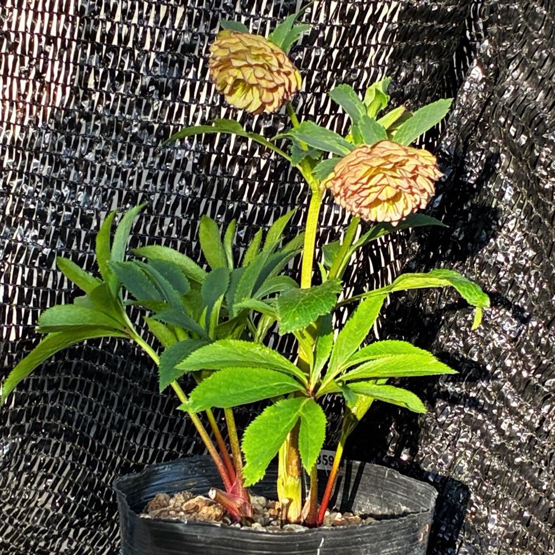☘️超特殊☘️唯一無二☘️⭐️芳香⭐️小輪⭐️超キレイ多弁⭐️ピコグラデ⭐️特殊模様⭐️加藤農園⭐️
