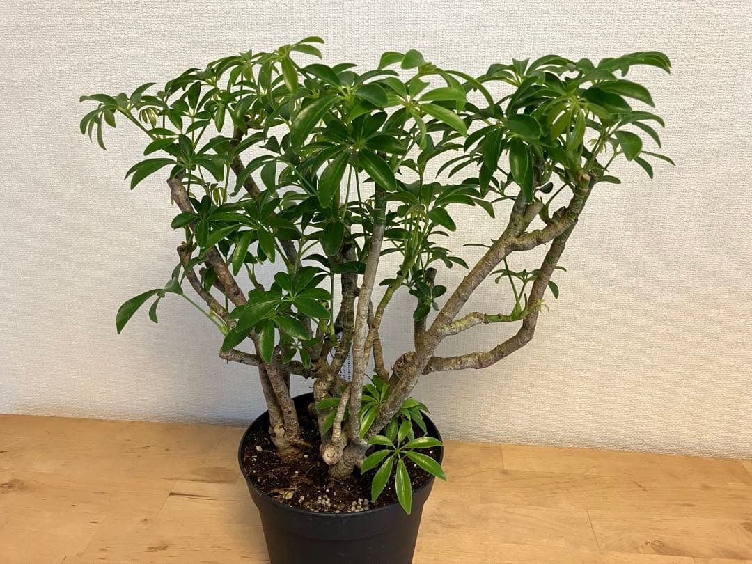 シェフレラ コンバクタ 古木 5号