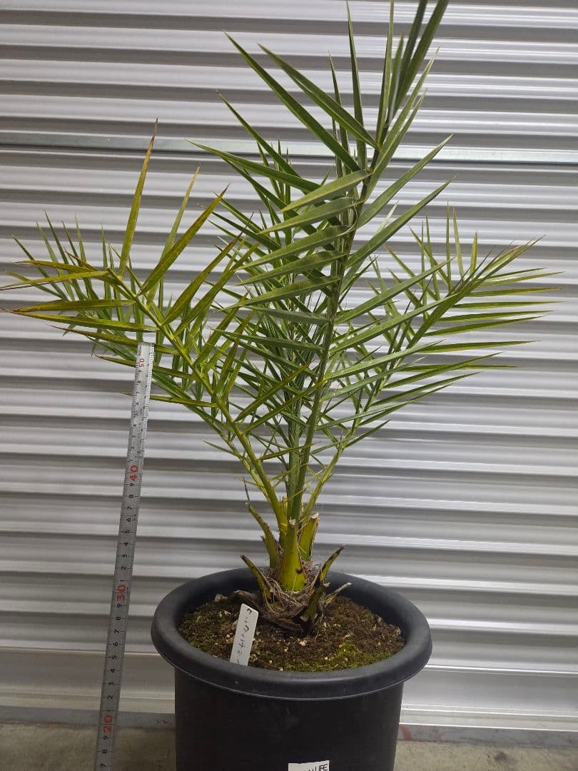 クレタンナツメヤシ　純絶滅危惧種　希少苗