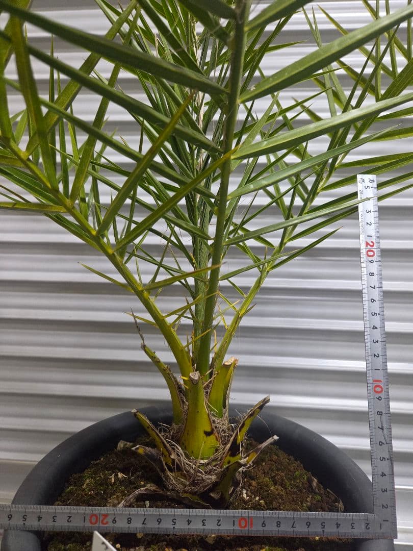 クレタンナツメヤシ　純絶滅危惧種　希少苗