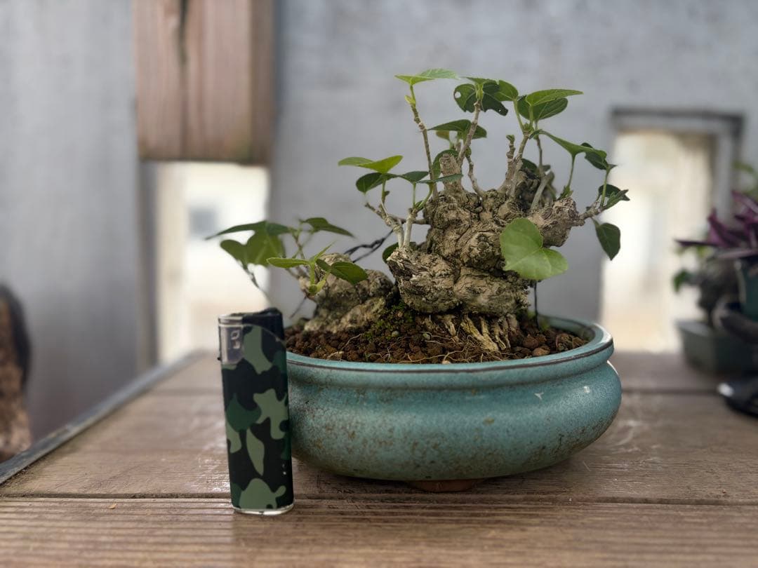 オオハマボウ　オキナワ　琉球盆栽　幹◎根張り◎肌質◎形◎綺麗なハート型の葉