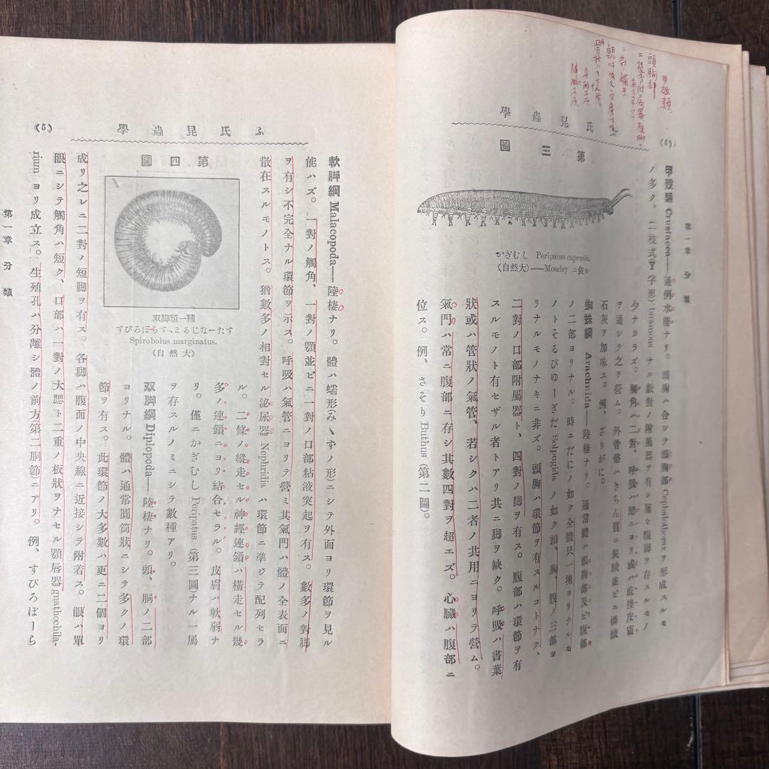 戦前古書　ふをるそむ氏　昆蟲学　貴重　レア　戦前　明治時代