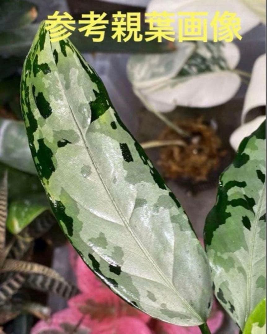 アグラオネ マピクタム　TZ便 Aglaonema pictum \"鳳翔 \"
