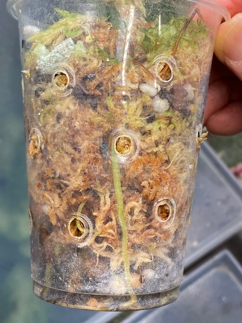 アグラオネ マピクタム　TZ便 Aglaonema pictum \"鳳翔 \"