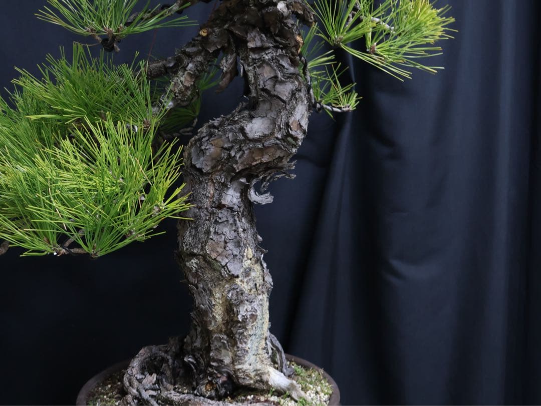 黒松　山採り　激古　大品　大型　幹芸　盆栽