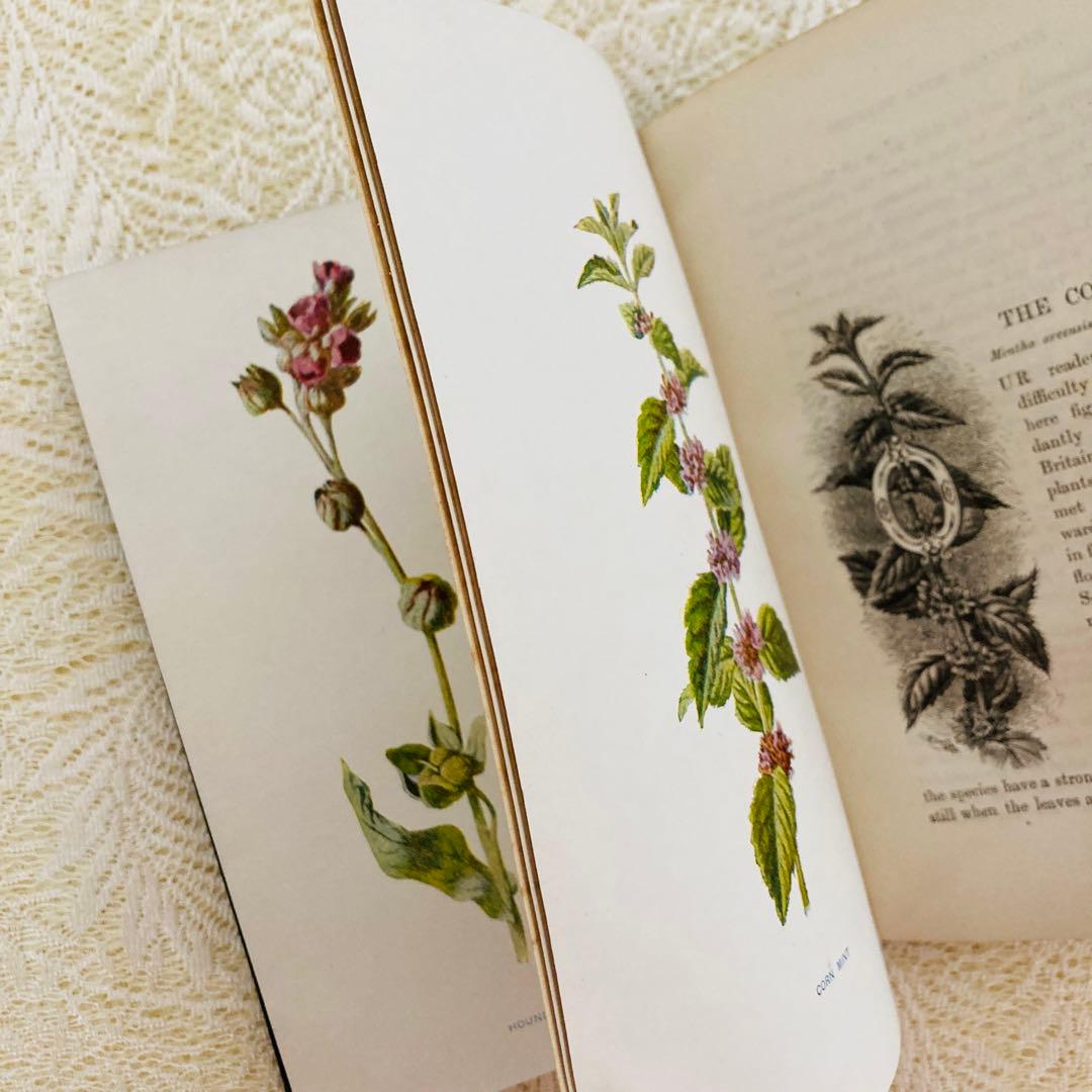 洋書古書　希少　Familiar Wild Flowers　アンティーク植物図鑑
