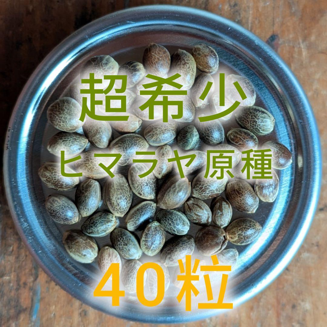 希少 40粒 麻の実 ヒマラヤ原種（ヘンプシード）p.v.k