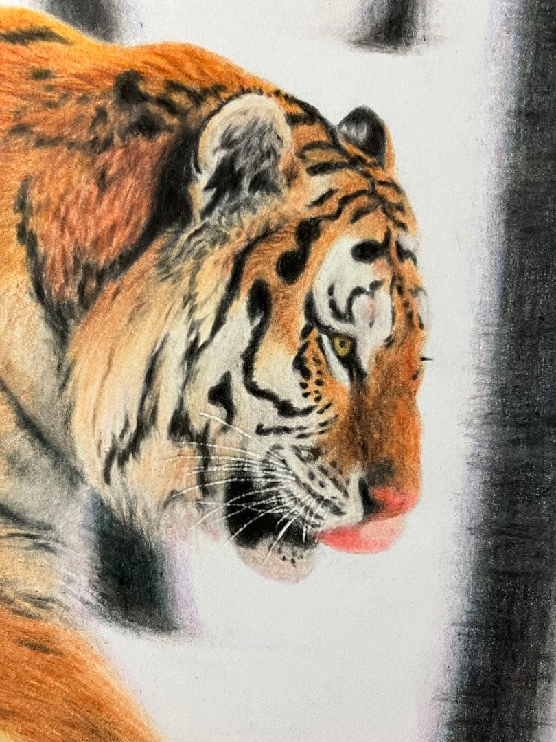 猛虎雪林を抜け 色鉛筆画