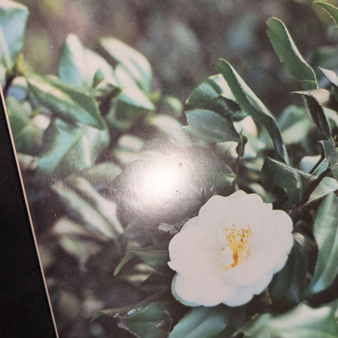 A-CHANG 写真集 Picture アーチャン 2002年