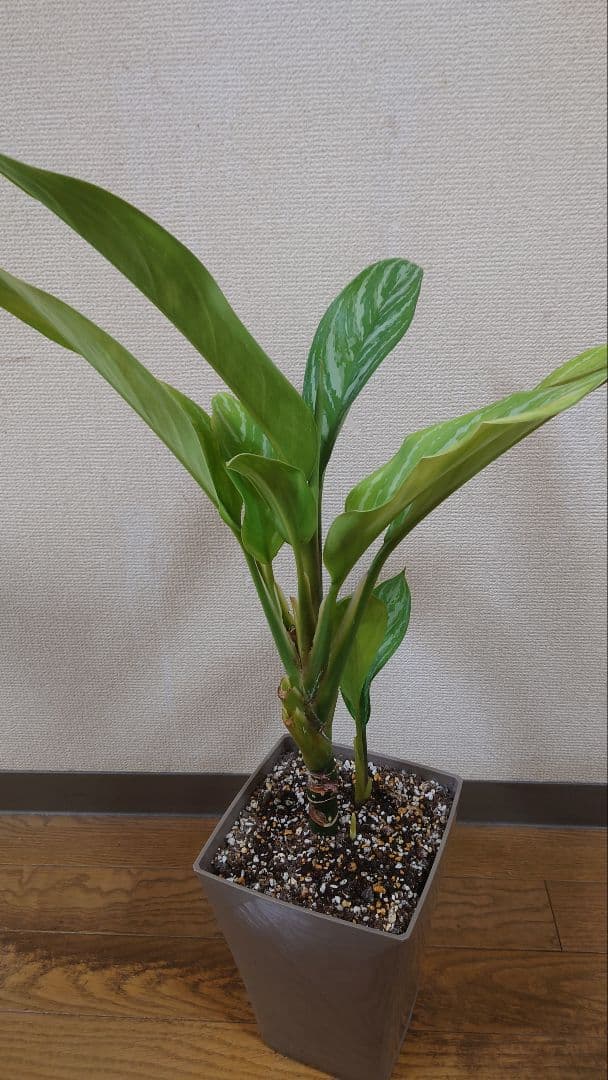 アグラオネマカーティシー　大株　子株付き