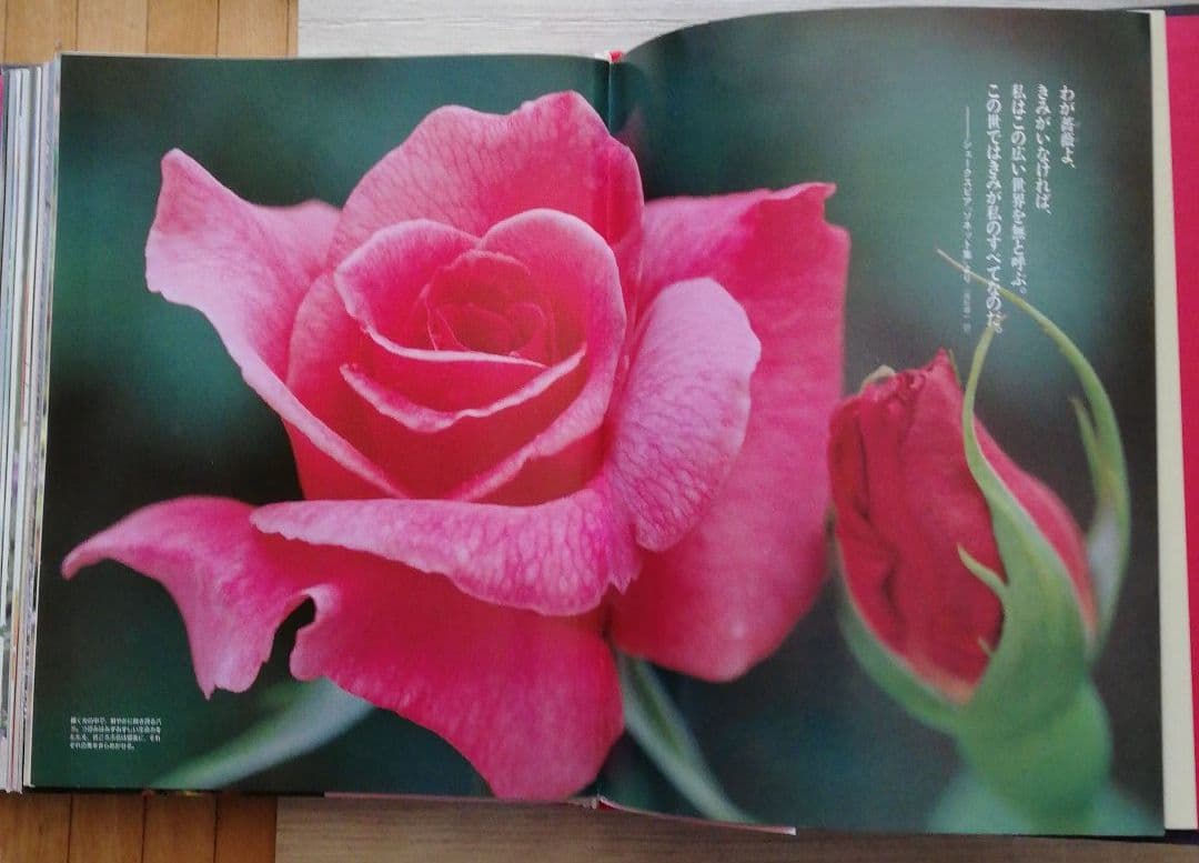 週刊花百科 Fleur　KODANSHA（講談社）