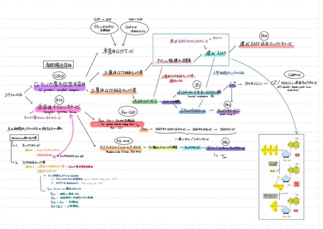 ※Rxxxma 2024改訂版 エッセンシャル細胞生物学 自作問題集