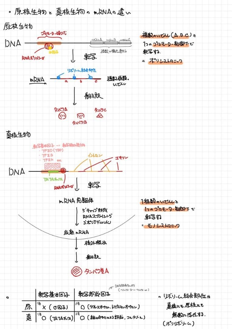※Rxxxma 2024改訂版 エッセンシャル細胞生物学 自作問題集