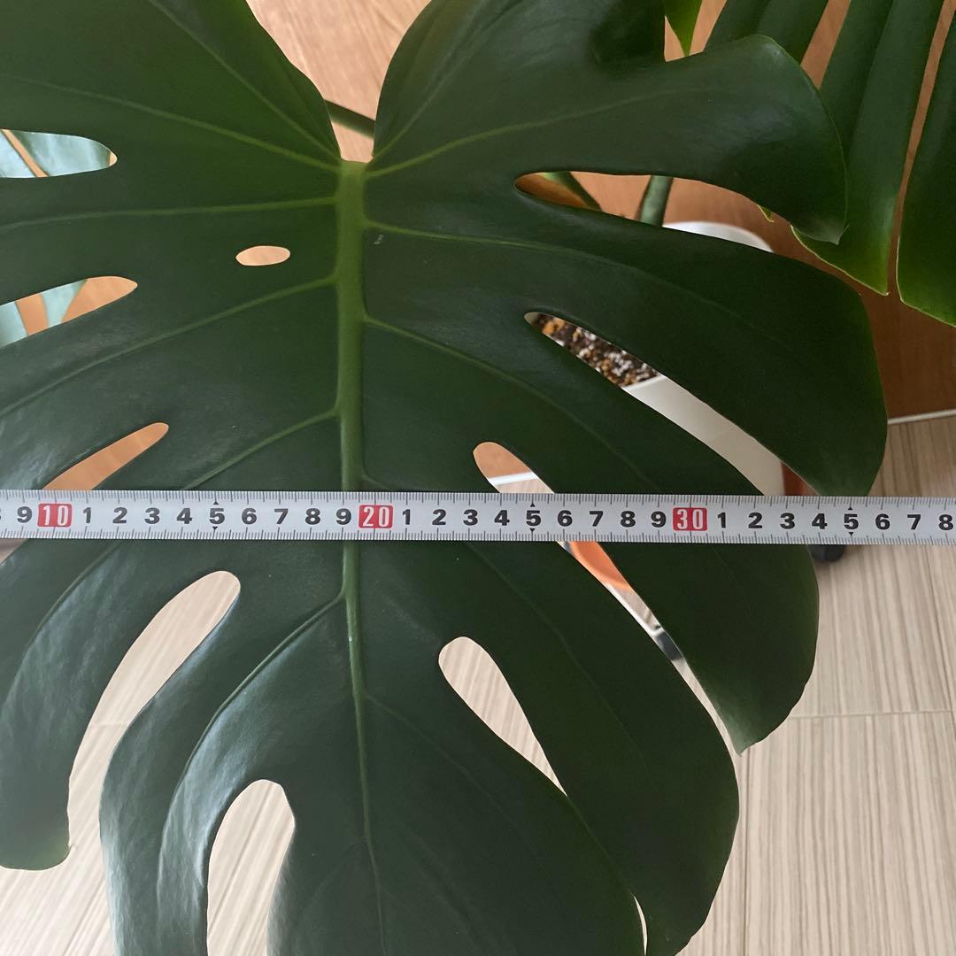 手渡しのみ　モンステラ　鉢ごと　植え替え済み