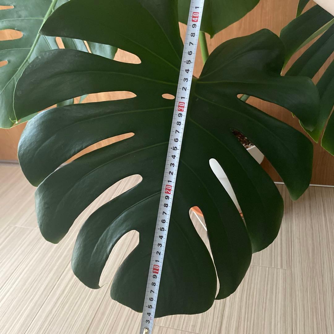 手渡しのみ　モンステラ　鉢ごと　植え替え済み