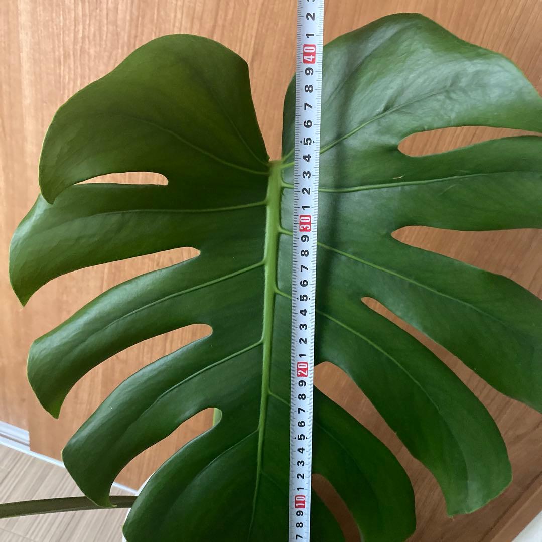 手渡しのみ　モンステラ　鉢ごと　植え替え済み