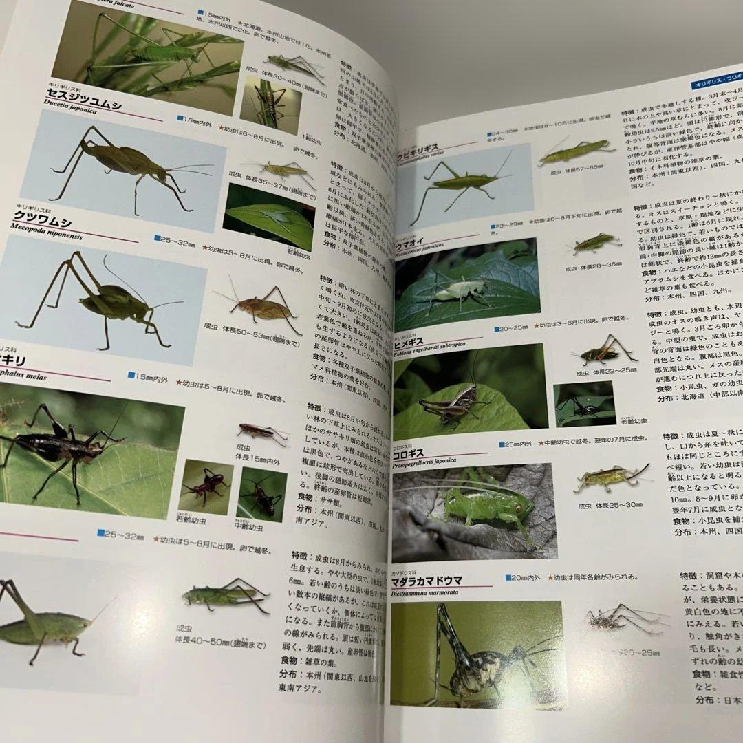 【学研】日本産幼虫図鑑