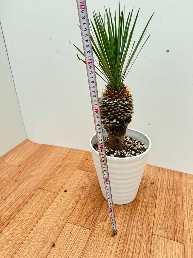 ユッカ　ロストラータ　6