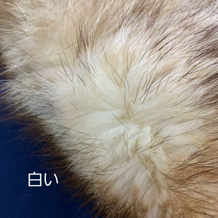 モ【毛皮】尻当て　ラクーン白　46×31 日本製
