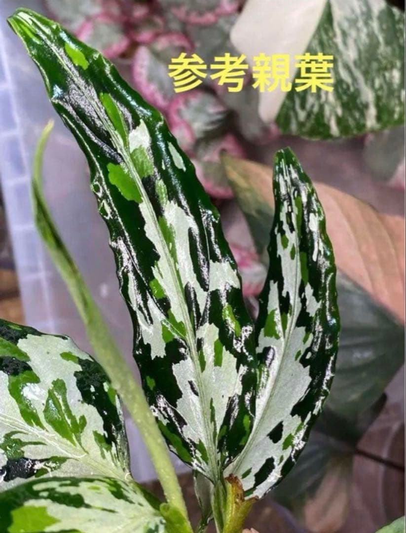 アグラオネマ ピクタム さんぷーる【AZ0720-XX】 Aglaonema