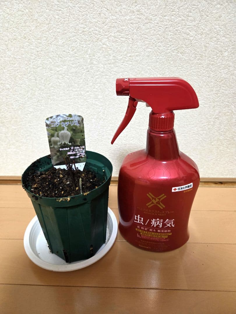 クレマチス　コアクチリス　正規品ラベル付き