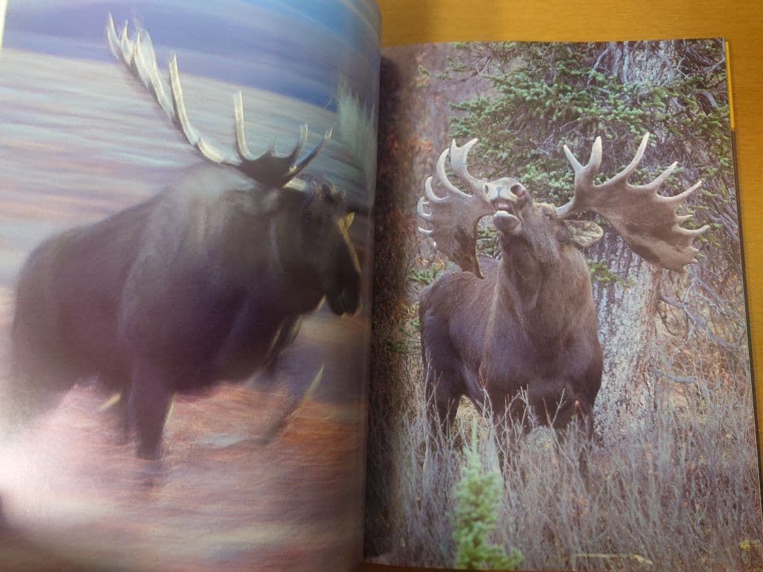 【美品】星野道夫　GRIZZLY & MOOSE 写真集2冊セット
