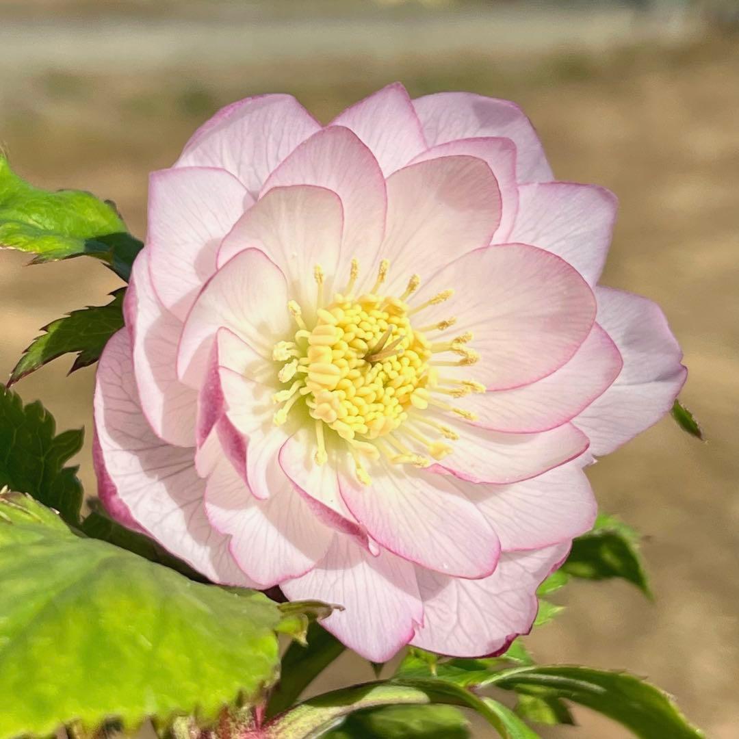 3899☘️1年間管理株☘️⭐️小輪⭐️ペールピンク⭐️樋口さん⭐️