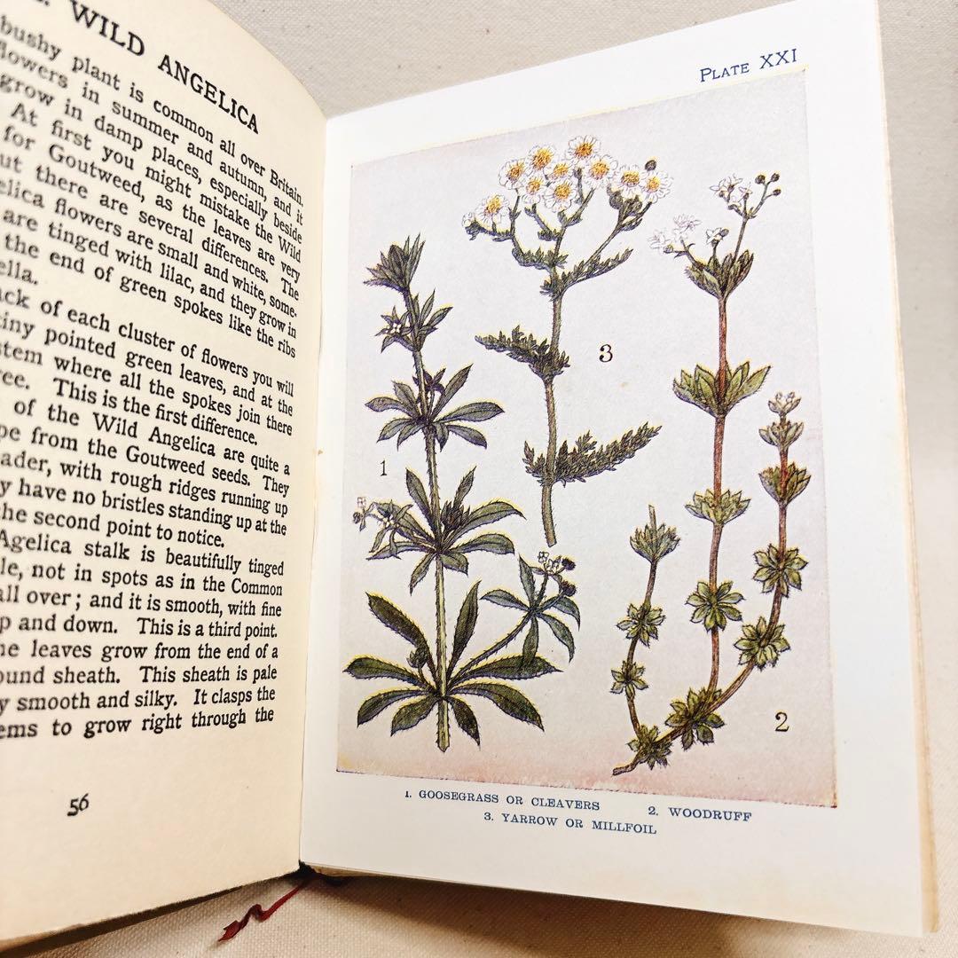海外 ヴィンテージ 洋書 FLOWERS 草花の図鑑 イギリス