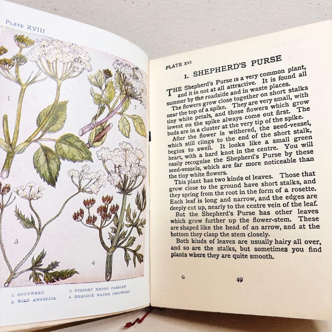 海外 ヴィンテージ 洋書 FLOWERS 草花の図鑑 イギリス