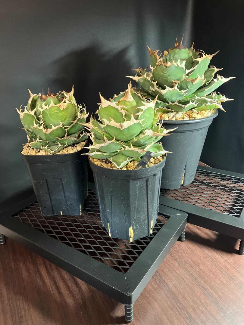 【2個セット】アイアン植物台座 塊根植物 アガベ 多肉 観葉植物用