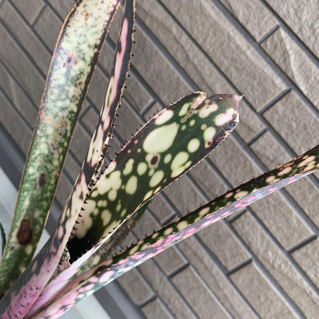 Billbergia Fire Works 子株付き