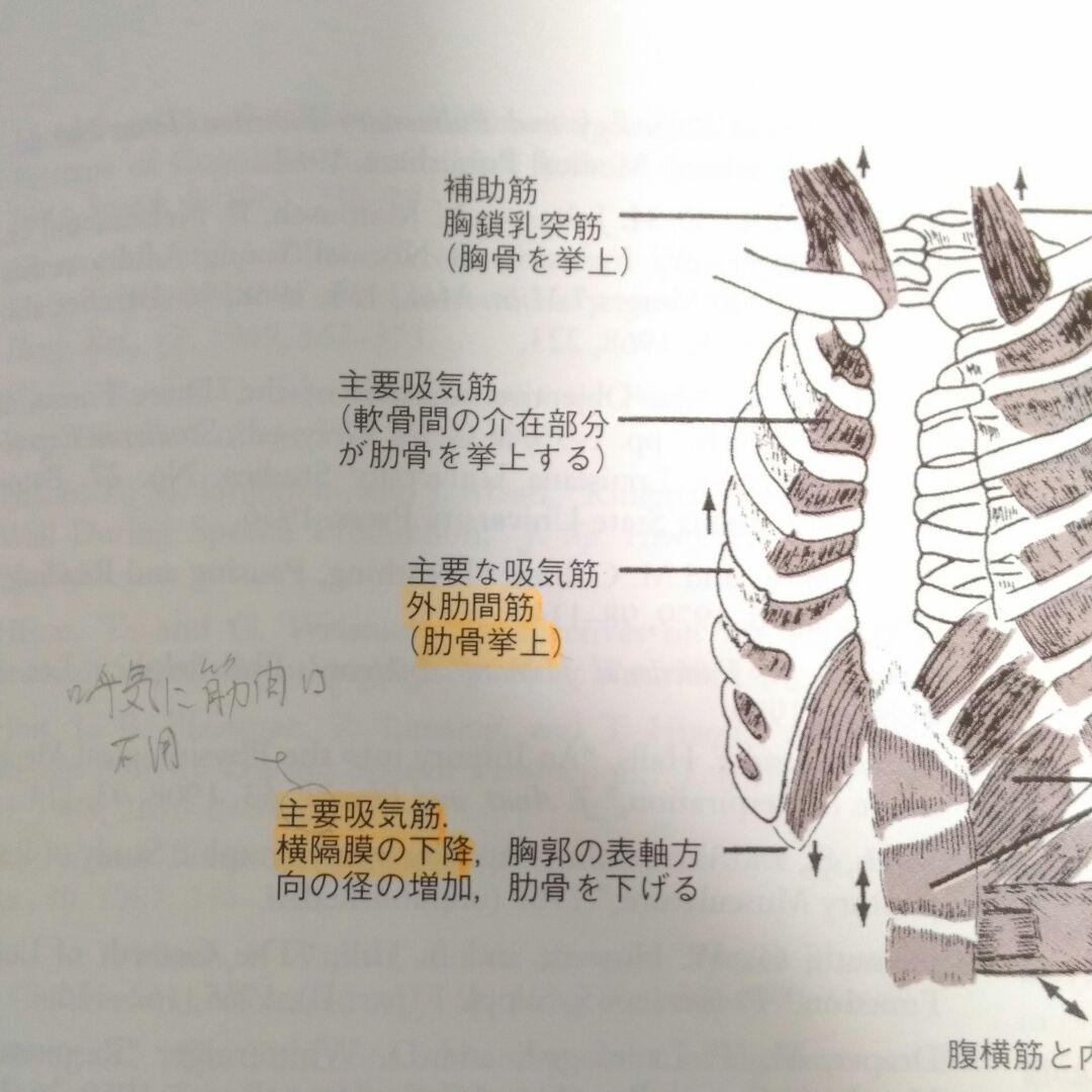 言語聴覚学の解剖生理