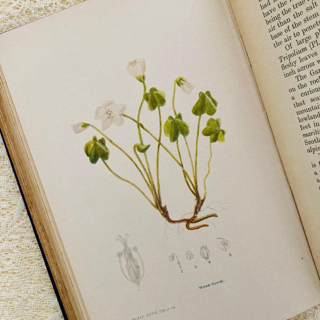 洋書　古書　アンティーク植物図鑑　淡く美しいイラスト♡　ボタニカルアート