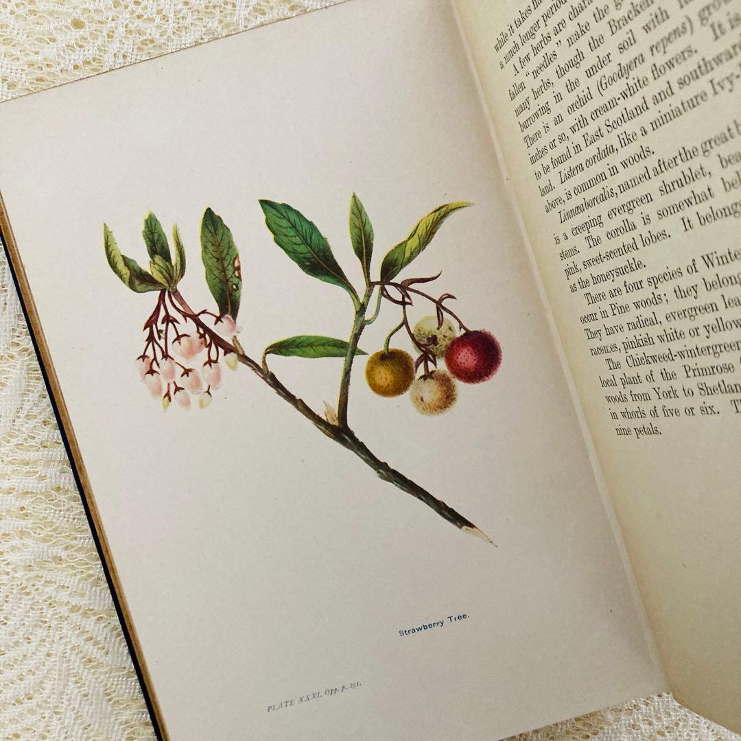 洋書　古書　アンティーク植物図鑑　淡く美しいイラスト♡　ボタニカルアート