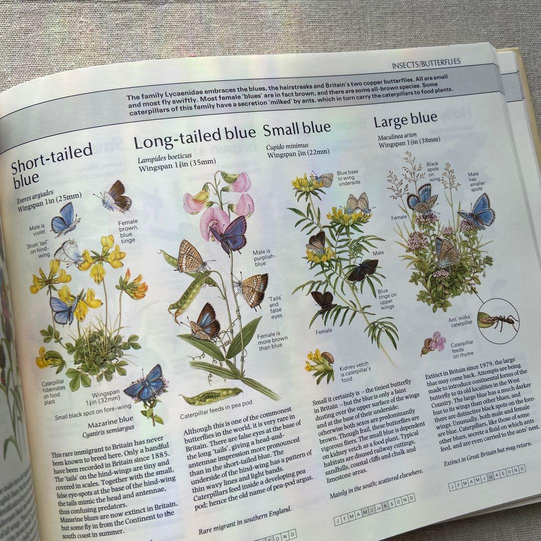 【ヴィンテージ洋書】植物図鑑　英語図鑑　アンティーク　古本　ジャンクジャーナル