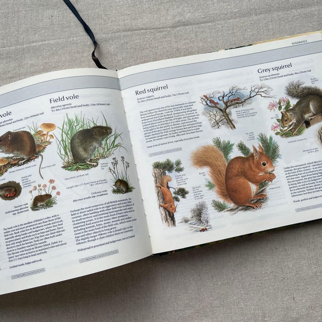 【ヴィンテージ洋書】植物図鑑　英語図鑑　アンティーク　古本　ジャンクジャーナル