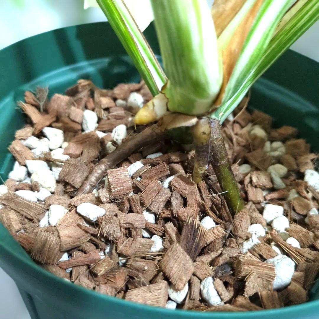 モンステラ　ホワイトタイガー　ハーフムーン２枚✨ほぼフルムーン1枚✨新芽有✨