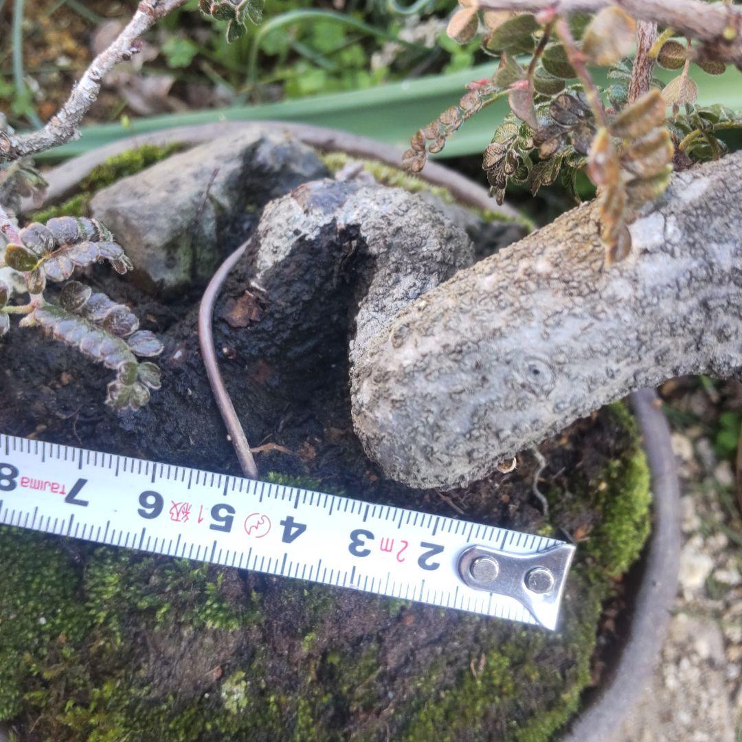 ミニ盆栽磯山椒