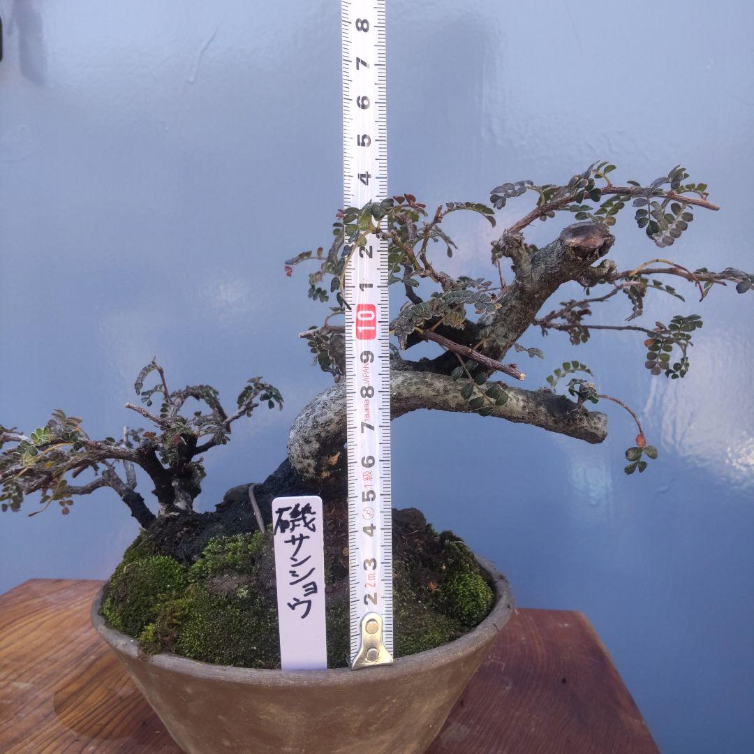 ミニ盆栽磯山椒