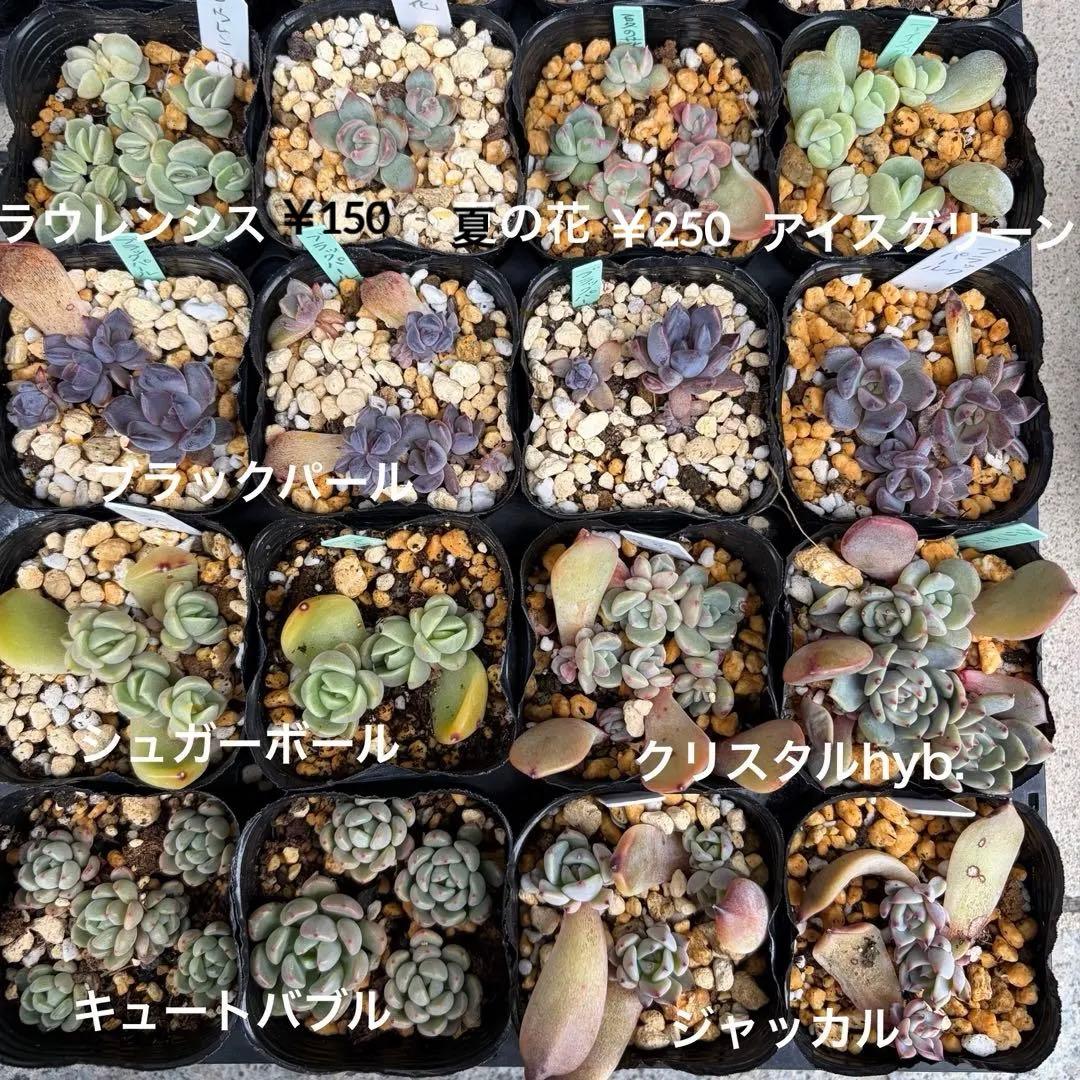 多肉植物 選べる詰め合わせセット エケベリア 抜き苗 カット苗
