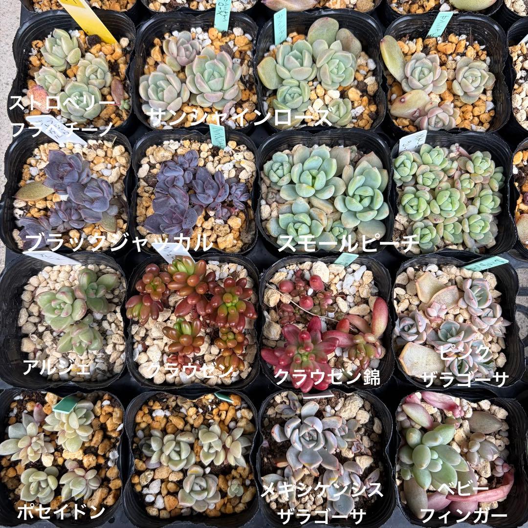 多肉植物 選べる詰め合わせセット エケベリア 抜き苗 カット苗