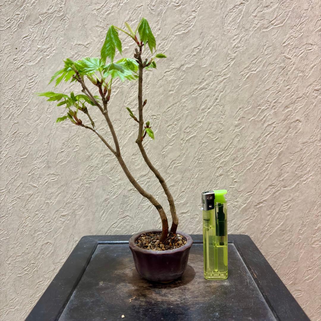 樹高17㎝　ハウチワカエデ　小品　盆栽　真柏　黒松　五葉松　桜　薔薇　オリーブ