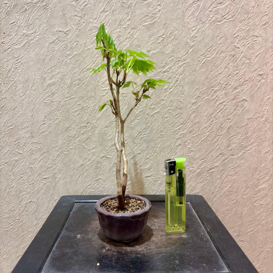 樹高17㎝　ハウチワカエデ　小品　盆栽　真柏　黒松　五葉松　桜　薔薇　オリーブ
