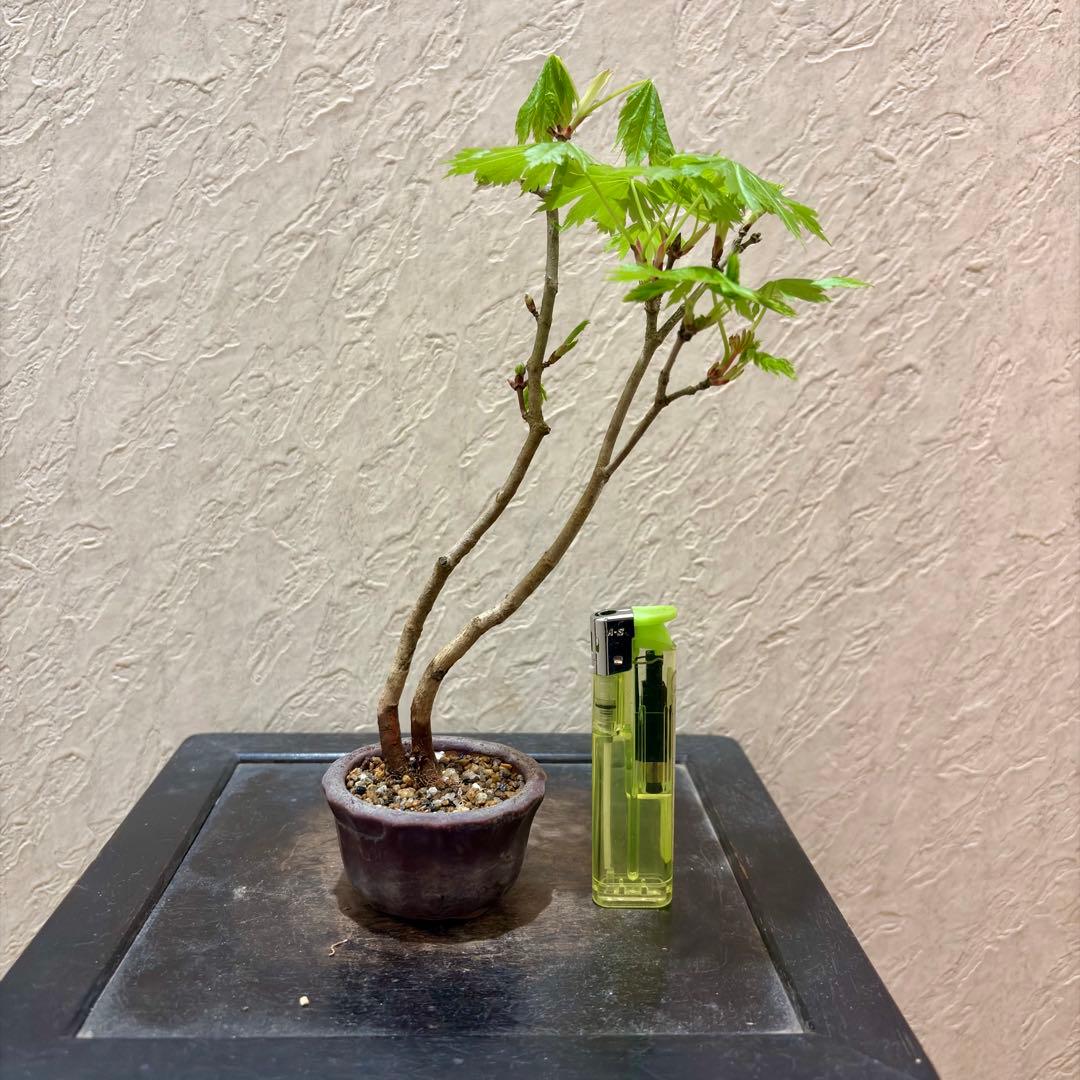 樹高17㎝　ハウチワカエデ　小品　盆栽　真柏　黒松　五葉松　桜　薔薇　オリーブ